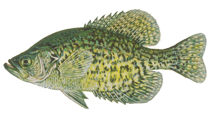 Panfish