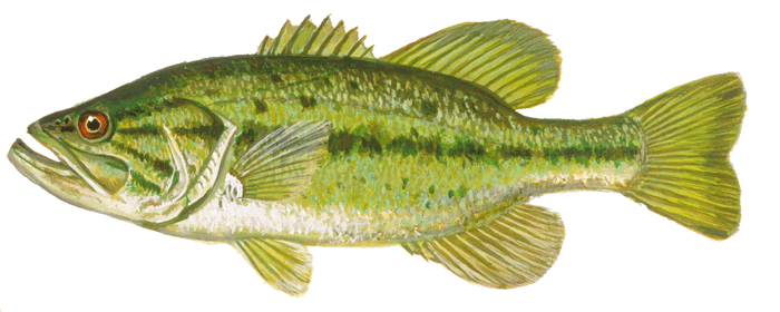 Bass