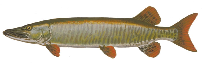 Toothy Critters