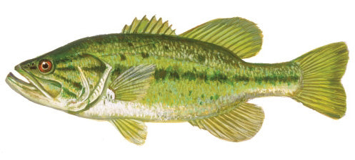 Your Name Here - Largemouth Bass